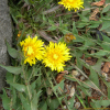 붉은씨서양민들레(Taraxacum erythrospermum Andrz. ex Besser) : 고들빼기