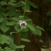 함박꽃나무(Magnolia sieboldii K.Koch) : 박용석