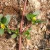 쇠비름(Portulaca oleracea L.) : 통통배