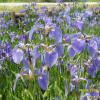 부채붓꽃(Iris setosa Pall. ex Link) : 현촌