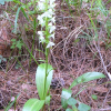제비난초(Platanthera densa Freyn subsp. orientalis (Schltr.) Efimov) : 박용석
