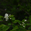 섬개벚나무(Prunus buergeriana Miq.) : 무심거사