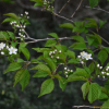 섬개벚나무(Prunus buergeriana Miq.) : 무심거사