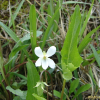 흰젖제비꽃(Viola lactiflora Nakai) : 청암