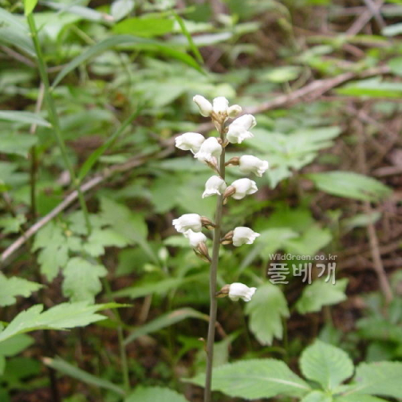 천마(Gastrodia elata Blume) : 통통배