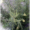 뺑쑥(Artemisia lancea Vaniot) : 塞翁之馬