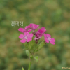 갯패랭이꽃(Dianthus japonicus Thunb. ex Murray) : 설뫼*
