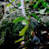 향유(Elsholtzia ciliata (Thunb.) Hyl.) : 박용석