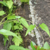 좁은잎계요등(Paederia scandens var. angustifolia (Nakai) T.B.Lee) : 봄까치꽃