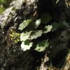 금강봄맞이(Androsace cortusifolia Nakai) : 벼루