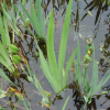 부채붓꽃(Iris setosa Pall. ex Link) : 청암