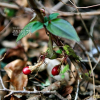 덩굴용담(Tripterospermum japonicum (Siebold & Zucc.) Maxim.) : 풀잎사랑