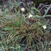 개감채(Lloydia serotina (L.) Rchb.) : 통통배