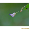 새콩(Amphicarpaea bracteata (L.) Fernald subsp. edgeworthii (Benth.) H.Ohashi) : 산들꽃