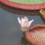 빅토리아연꽃 : 봄까치꽃