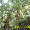 회나무(Euonymus sachalinensis (F.Schmidt) Maxim.) : 벼루