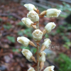천마(Gastrodia elata Blume) : 꽃마리