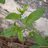 꽃받이(Bothriospermum zeylanicum (J.Jacq.) Druce) : 꽃마리