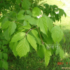 네군도단풍(Acer negundo L.) : 설뫼