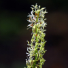 촛대승마(Actaea simplex (DC.) Wormsk. ex Prantl) : 산들꽃