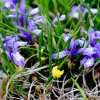 난장이붓꽃(Iris uniflora var. caricina Kitag.) : 무심거사