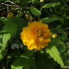 죽단화(Kerria japonica for. pleniflora (Witte) Rehder) : 塞翁之馬