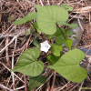 애기나팔꽃(Ipomoea lacunosa L.) : 둥근바위솔