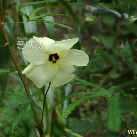 닥풀(Hibiscus manihot L.) : 벼루