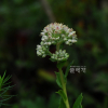 꿩의비름(Hylotelephium erythrostictum (Miq.) H.Ohba) : 둥근바위솔