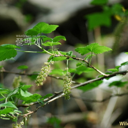 까치밥나무(Ribes mandshuricum (Maxim.) Kom.) : 벼루