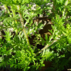 냄새냉이(Coronopus didymus (L.) Sm.) : 까치박달