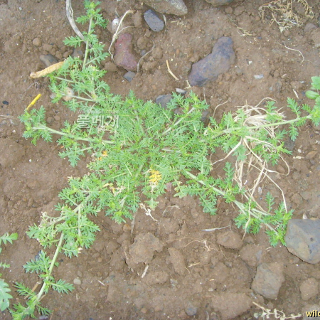 냄새냉이(Coronopus didymus (L.) Sm.) : 까치박달