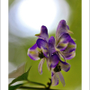 세잎돌쩌귀(Aconitum triphyllum Nakai) : 산들꽃