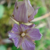 자주쓴풀(Swertia pseudochinensis H.Hara) : 벼루