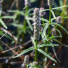 물꼬리풀(Pogostemon stellatus (Lour.) Kuntze) : 곰배령