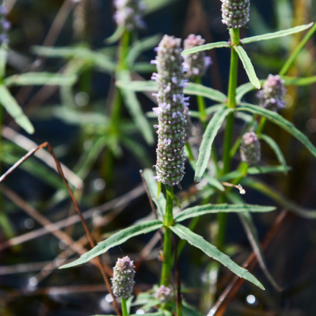 물꼬리풀(Pogostemon stellatus (Lour.) Kuntze) : habal