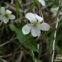 흰젖제비꽃 : 흰여울누리