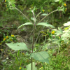털진득찰(Sigesbeckia orientalis L. subsp. pubescens (Makino) H.Koyama) : habal