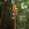 천마(Gastrodia elata Blume) : 무심거사