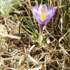 사프란(Crocus sativus L.) : 설뫼