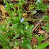 선개불알풀(Veronica arvensis L.) : 별꽃
