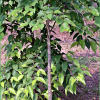 박달나무(Betula schmidtii Regel) : 무심거사
