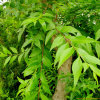 향선나무(Fontanesia phillyreoides Labill.) : 설뫼*
