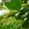 향선나무(Fontanesia phillyreoides Labill.) : 설뫼*