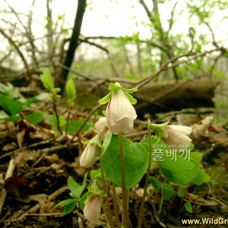 큰괭이밥(Oxalis obtriangulata Maxim.) : 들꽃사랑