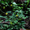 왜젓가락나물(Ranunculus silerifolius H.L?v.) : 오솔