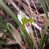 보춘화(Cymbidium goeringii (Rchb.f.) Rchb.f.) : habal