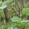 까치밥나무(Ribes mandshuricum (Maxim.) Kom.) : 현촌