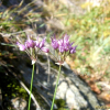 참산부추(Allium sacculiferum Maxim.) : 무심거사