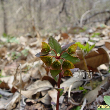 개감수(Euphorbia sieboldiana Morren & Decne.) : 통통배